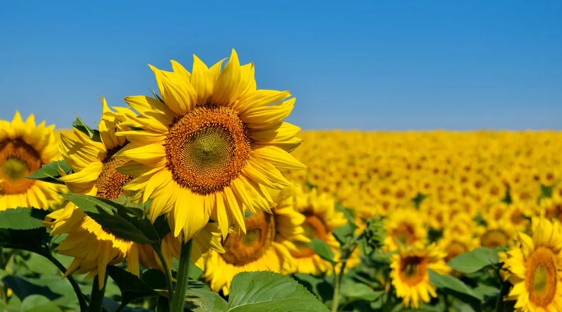 Empresas potencian producción de girasoles en Portuguesa 
