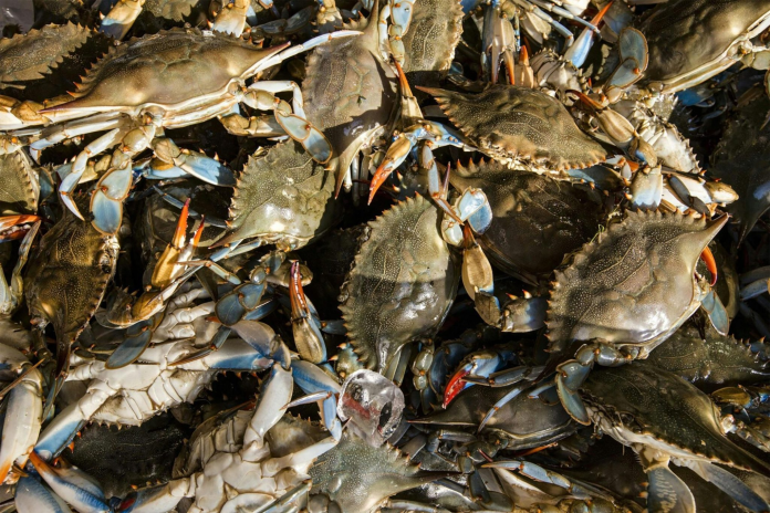 Certificación ambiental estadounidense avala calidad de exportaciones pesqueras de Venezuela